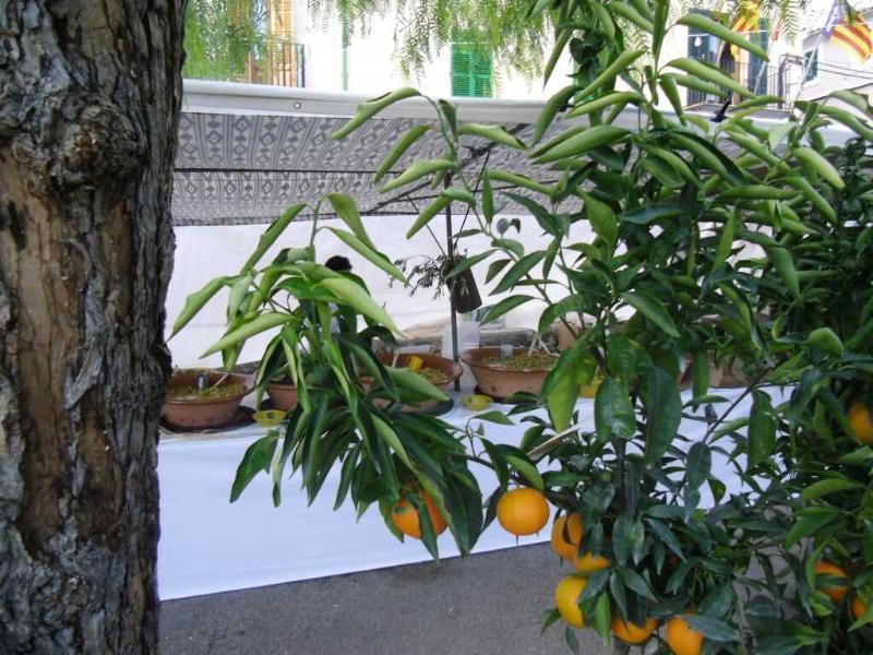 Finca Son Olive Сельва Экстерьер фото